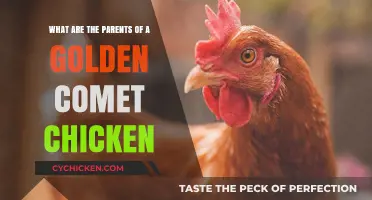 Golden Comet Chicken: What Are Its Parents?