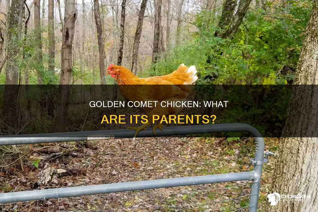 what are the parents of a golden comet chicken