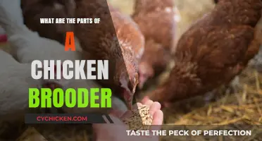Essential Components of a Chicken Brooder for Healthy Chicks