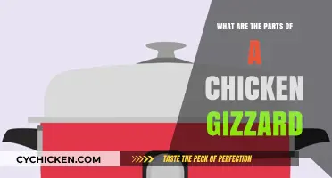 Understanding the Chicken Gizzard: Anatomy and Key Components Explained