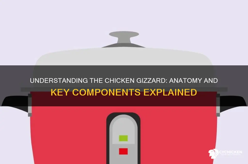 what are the parts of a chicken gizzard
