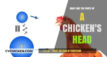 Explore the Anatomy of a Chicken's Head