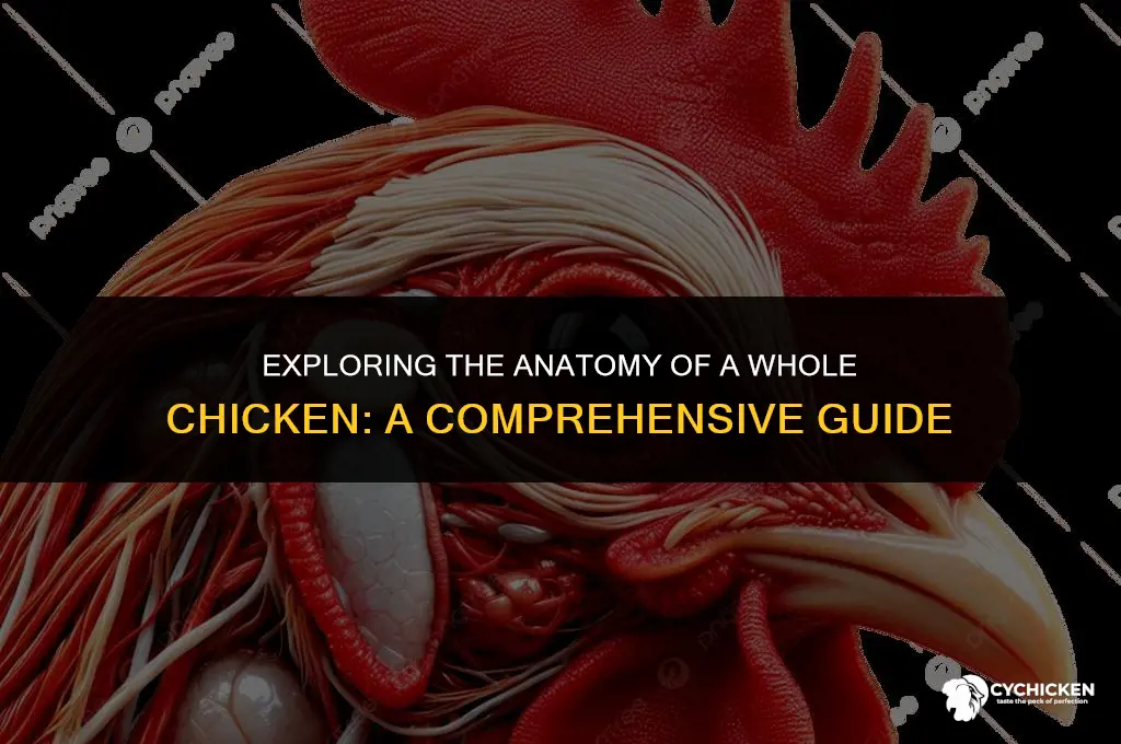 what are the parts of a whole chicken