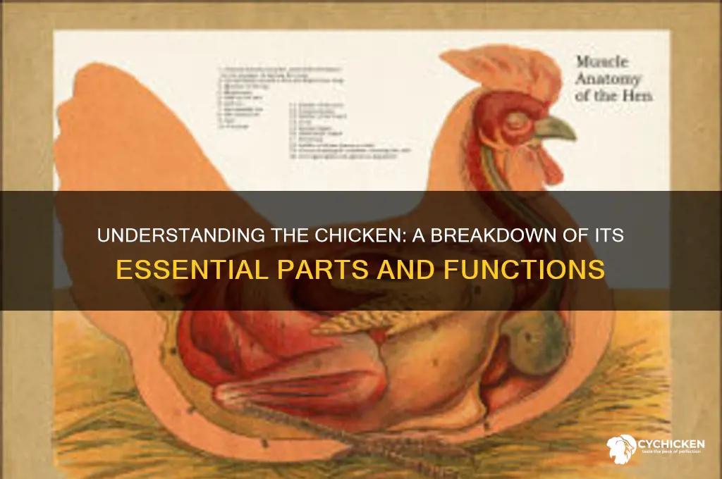 what are the parts of the chicken