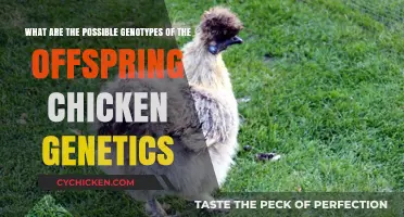 Chicken Genetics: Understanding Offspring Genotype Possibilities