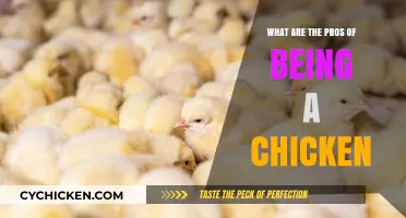 Clucking Benefits: Surprising Pros of Living the Chicken Life