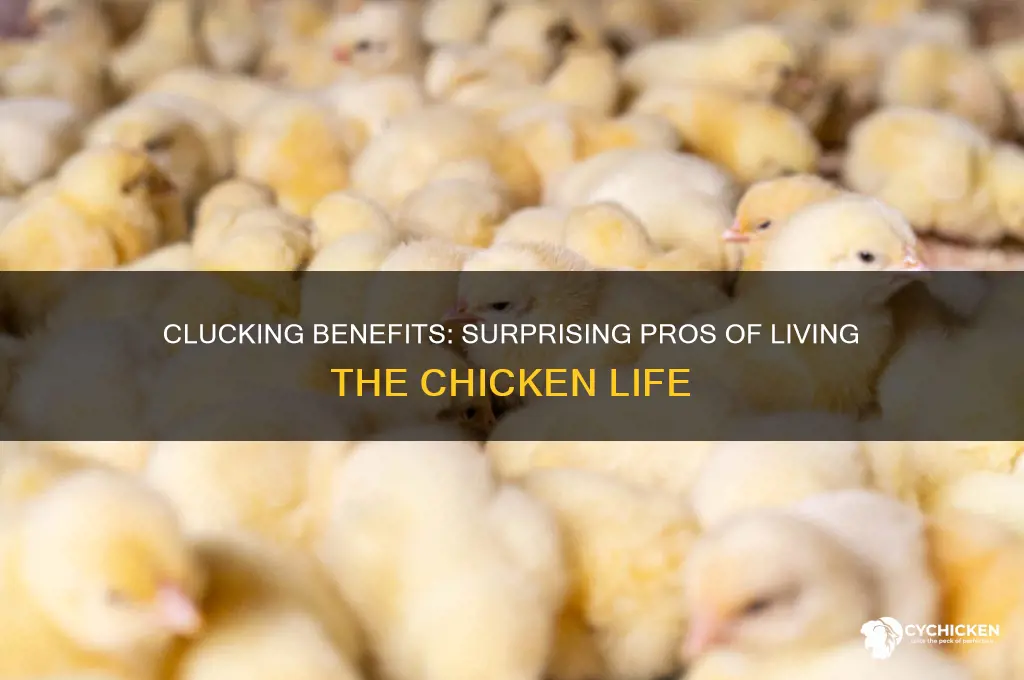 what are the pros of being a chicken
