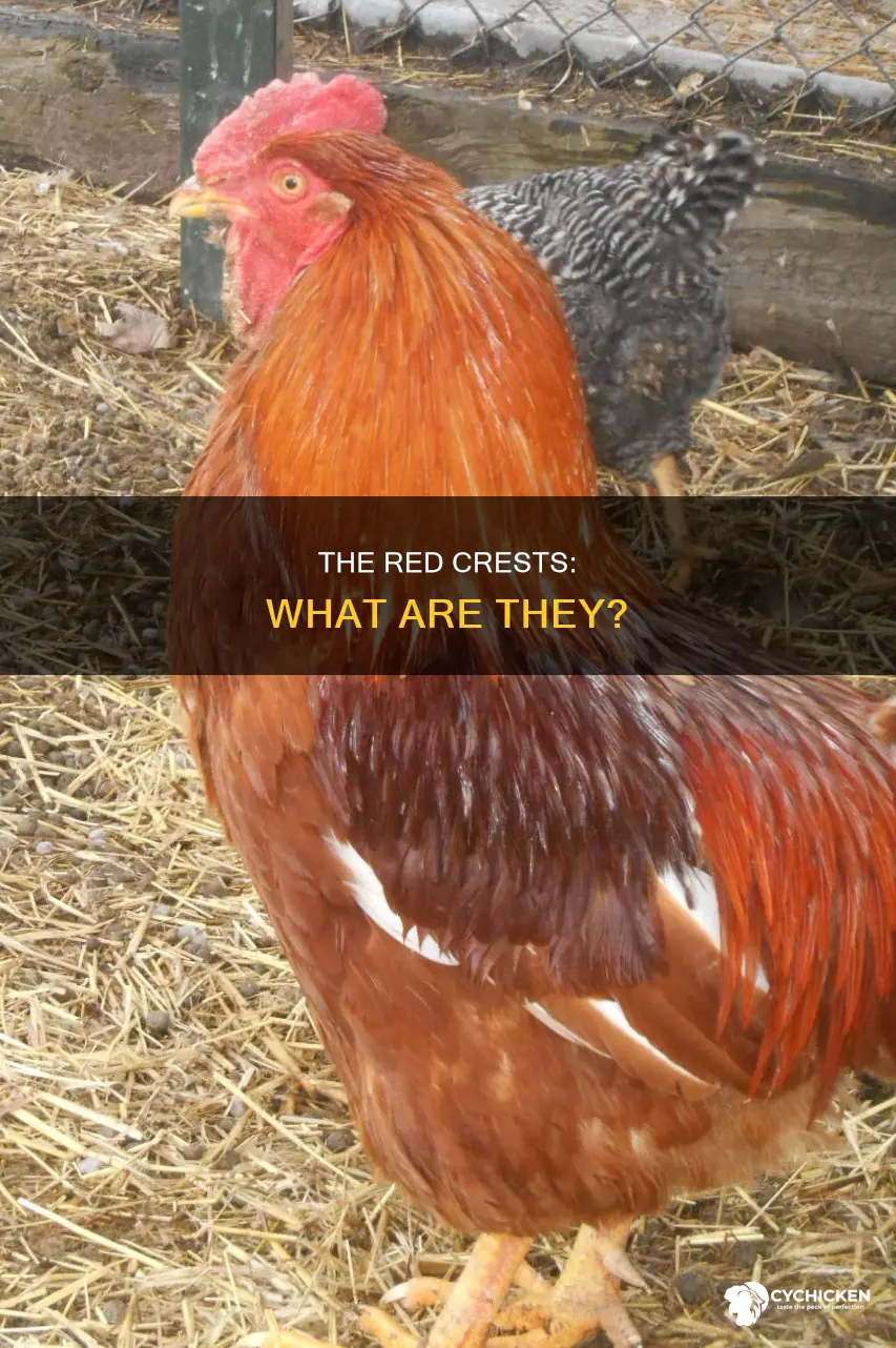 what are the red bits on a chicken