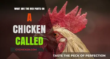 Chicken Comb and Wattles: What's Their Purpose?