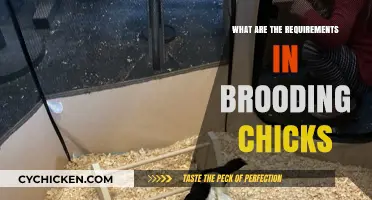 Essential Brooding Requirements for Healthy and Happy Chicks Explained