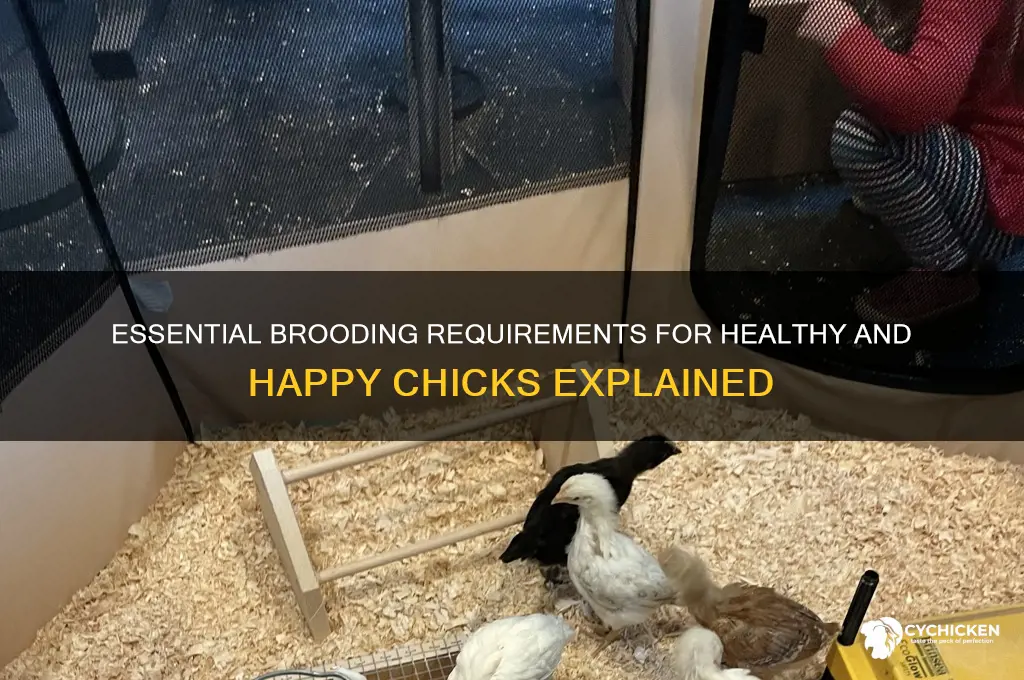 what are the requirements in brooding chicks