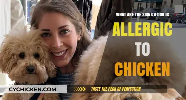 Spotting Chicken Allergy Symptoms in Your Dog