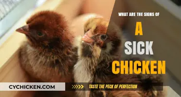 Spotting Sick Chickens: Key Symptoms and Early Warning Signs