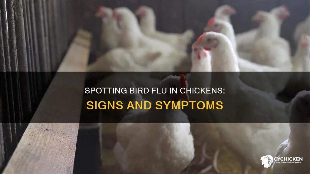 what are the signs of bird flu in a chicken