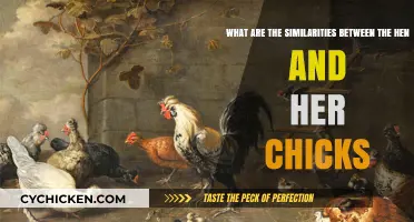 Bonding Behaviors: Hen and Her Chicks