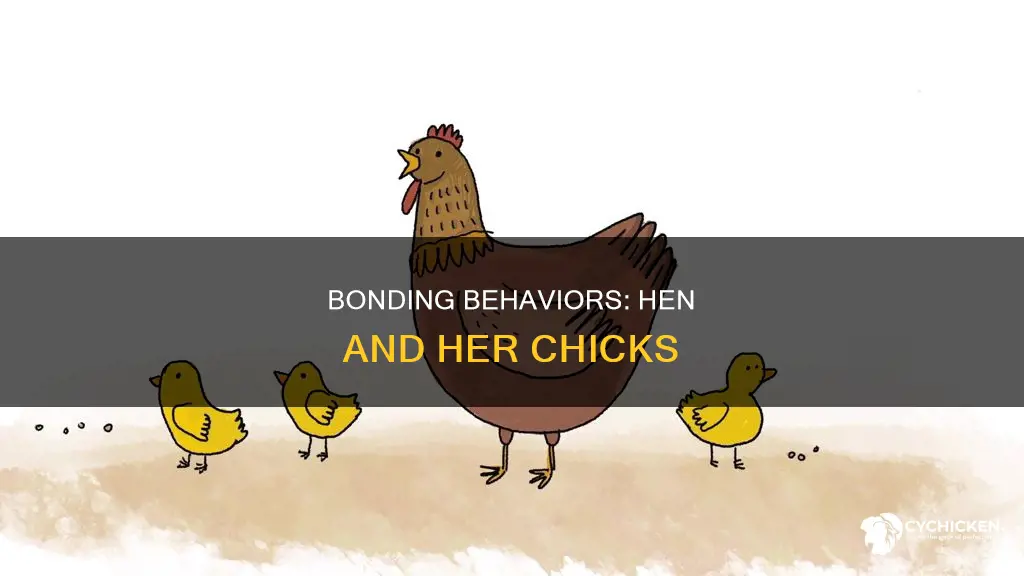 what are the similarities between the hen and her chicks