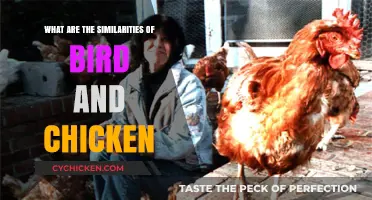 Exploring the Striking Similarities Between Birds and Chickens