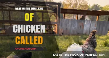 Discovering the Adorable Bantam: Small Chicken Breeds Explained