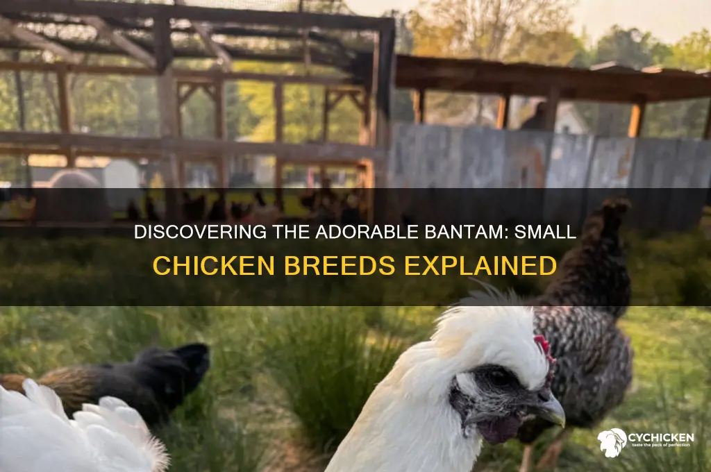 what are the small kind of chicken called