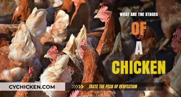 From Egg to Flock: Understanding the Life Stages of Chickens