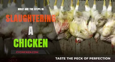 Humane Chicken Slaughtering: A Step-by-Step Guide for Beginners