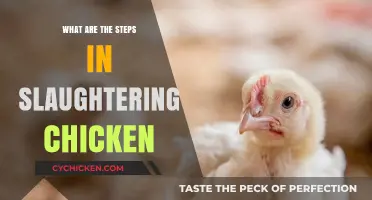 A Guide to Humane Chicken Slaughtering: Essential Steps Explained