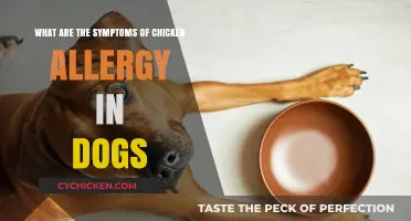 Dog Chicken Allergy Symptoms: What Owners Should Know