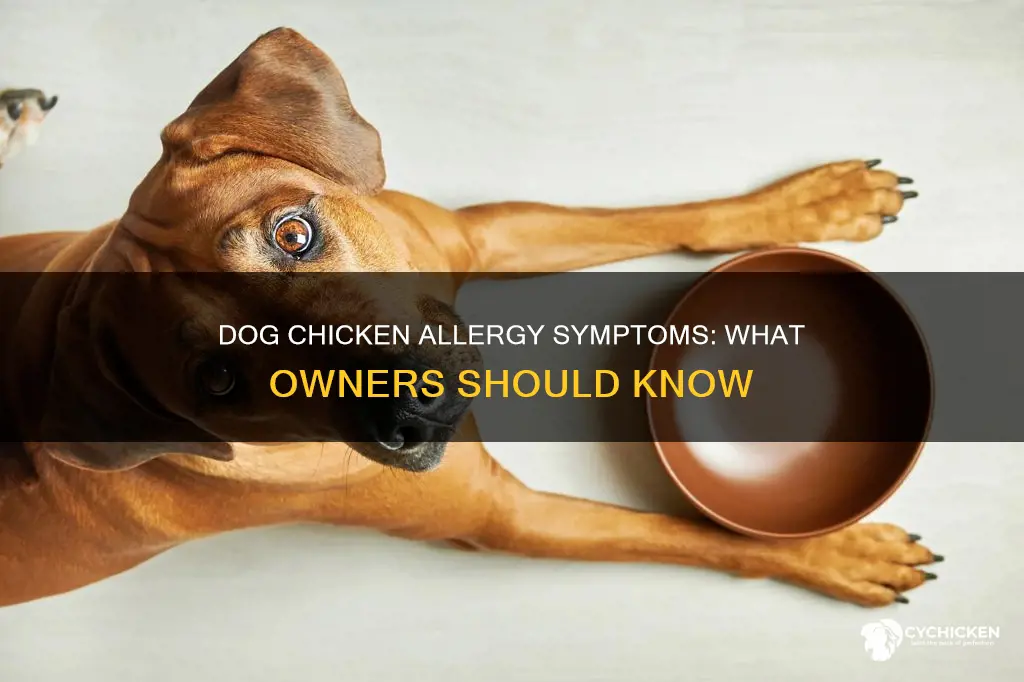 what are the symptoms of chicken allergy in dogs