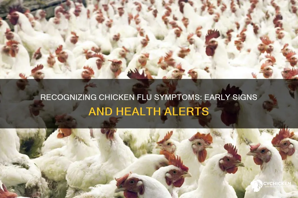 what are the symptoms of chicken flu