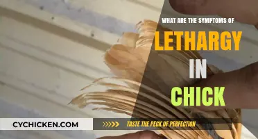 Recognizing Lethargy Symptoms in Chicks: A Comprehensive Guide