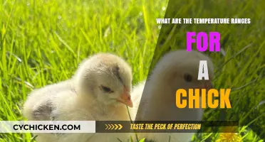 Optimal Temperature Ranges for Raising Healthy Chicks: A Comprehensive Guide