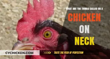 Exploring the Unique Feature: Chicken's Neck Ruffs