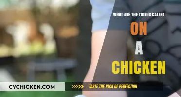 Understanding Chicken Anatomy: Names of Key Parts Explained Simply