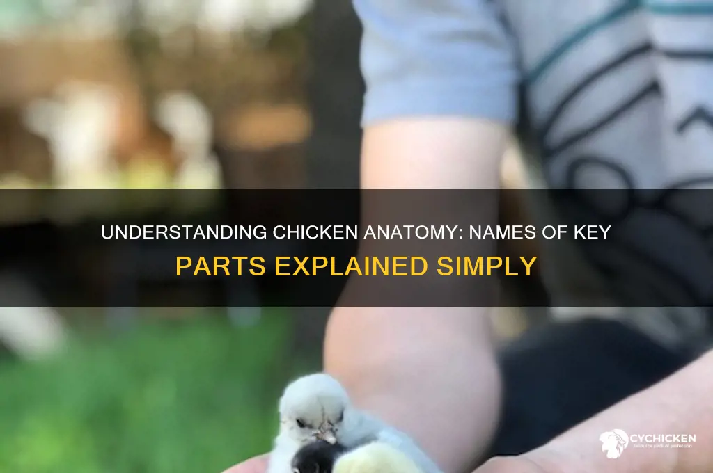 what are the things called on a chicken
