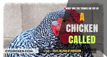 Exploring Chicken Anatomy: What Are Those Top Feathers?