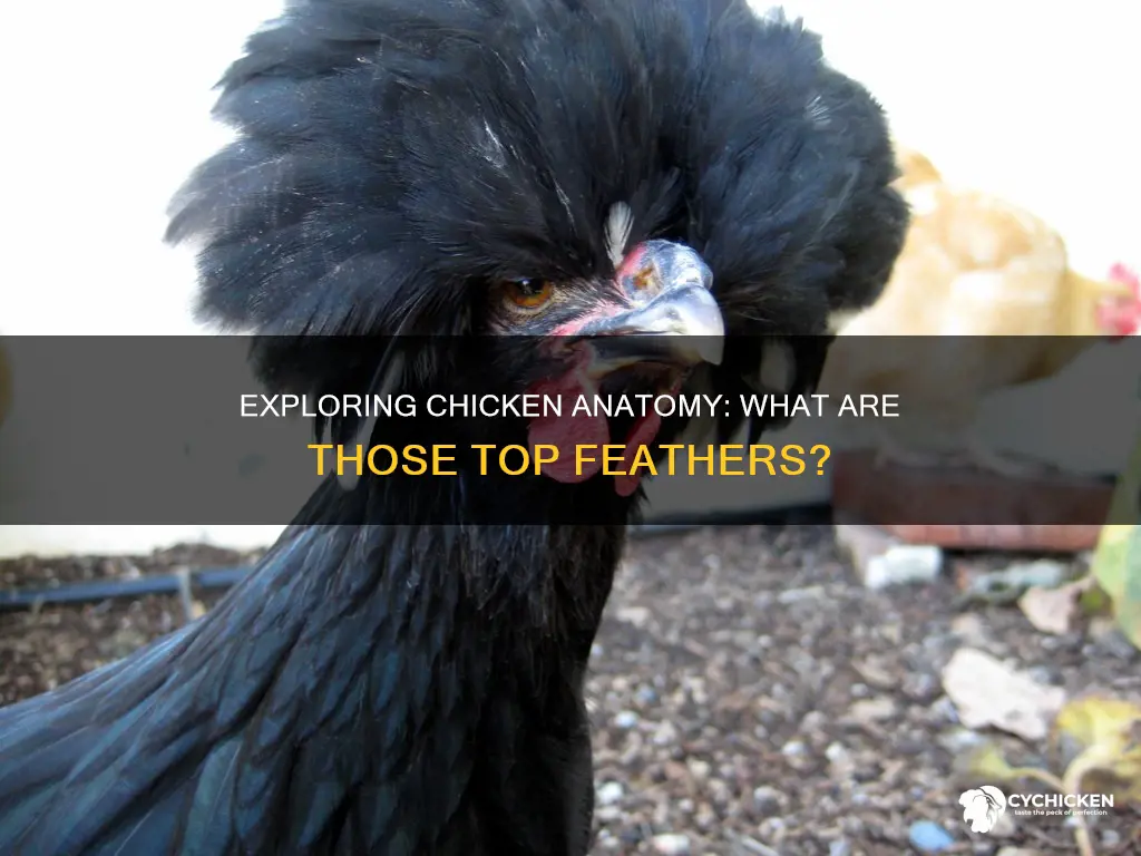 what are the things on top of a chicken called