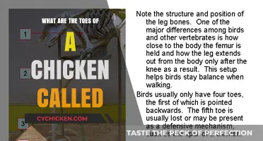 Unveiling the Mystery: What Are Chicken Toes Actually Called?