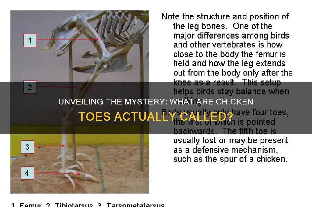 what are the toes of a chicken called