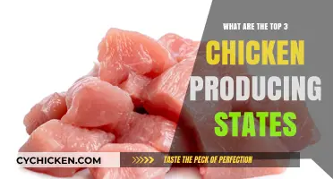 Leading Chicken Producers: Top 3 States Dominating the Poultry Industry