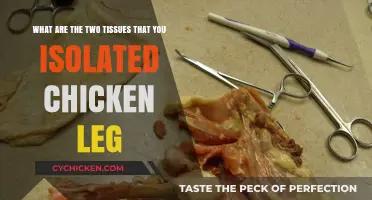 Chicken Leg Dissection: Unveiling Two Intriguing Tissues