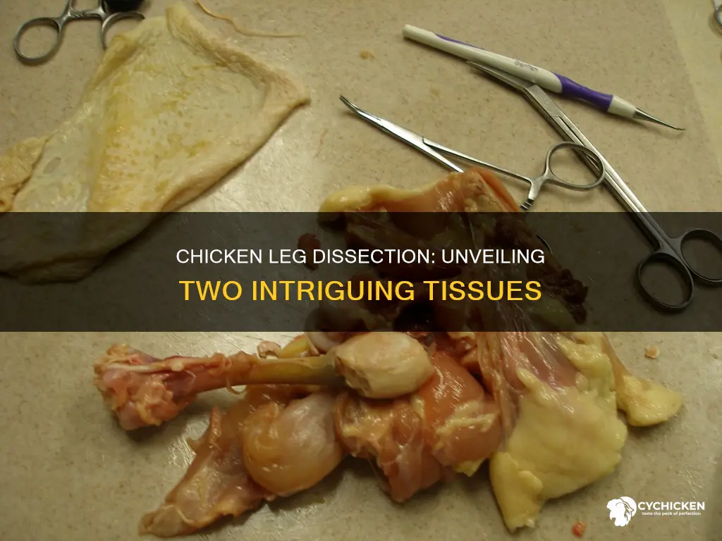 what are the two tissues that you isolated chicken leg