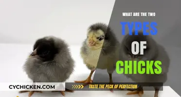 Exploring the Two Distinct Types of Chicks: A Comprehensive Guide