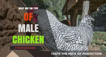 Exploring the Different Types of Male Chickens: A Comprehensive Guide