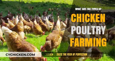 Exploring Different Types of Chicken Poultry Farming Methods