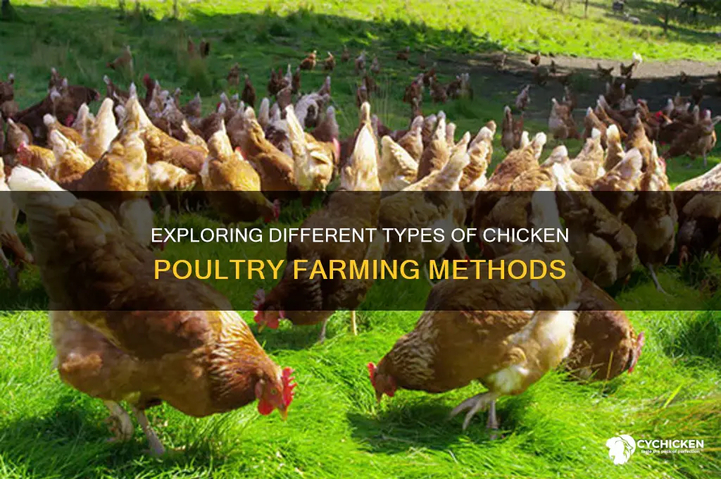 what are the types of chicken poultry farming