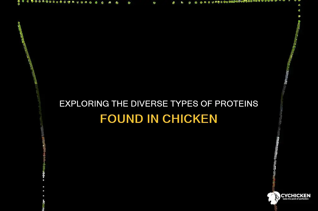 what are the types of proteins in chicken