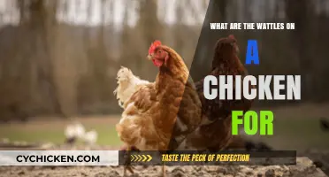 Understanding the Purpose of Wattles on Chickens: A Comprehensive Guide