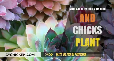 Why do Hens and Chicks produce cobweb-like nets?