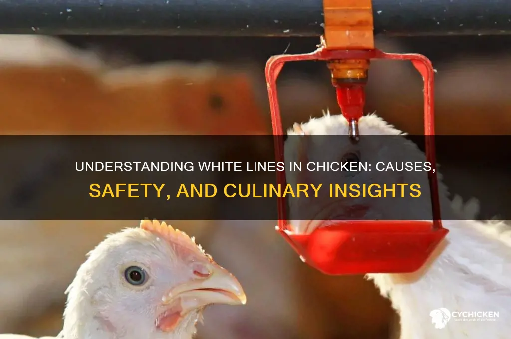 what are the white lines in chicken