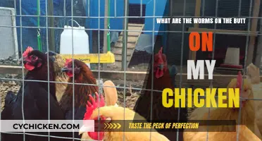 Chicken Butt Worms: What Are These Parasites?